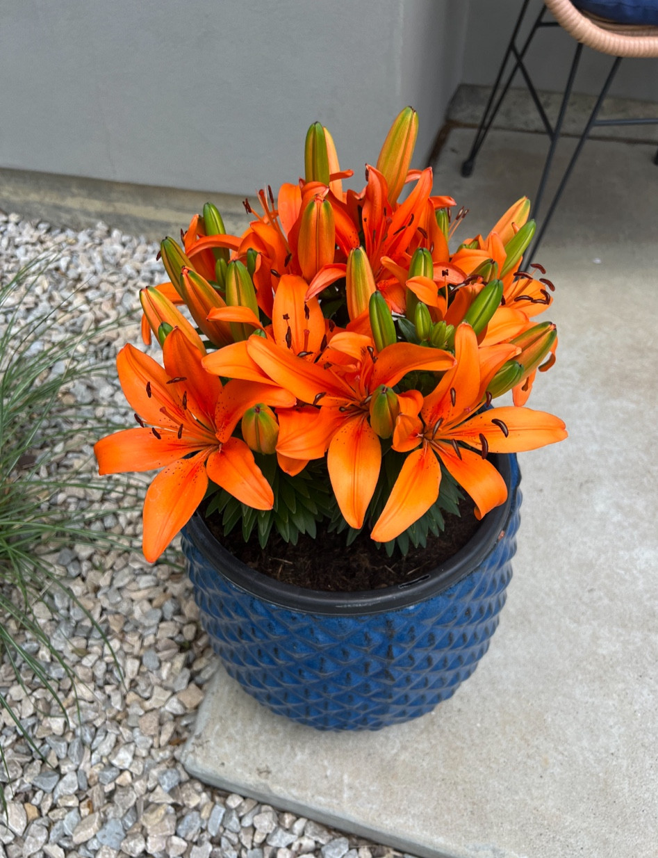 Home Depot 🧡🌼☀️ (flowers + pot)

#LTKSeasonal #LTKFind #LTKhome