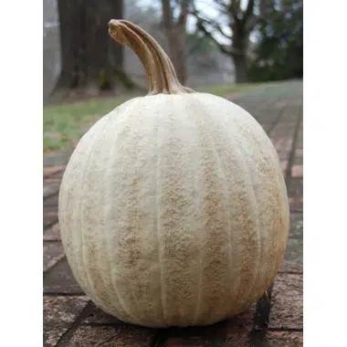 Twisted Stem Pumpkin | Wayfair North America