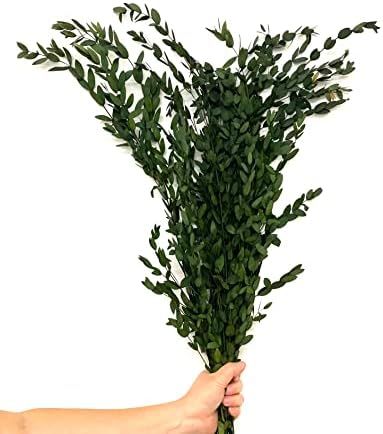 CalCastle Craft Natural Dried Preserved Willow Eucalyptus Bundle Large 25" Tall Bulk (8 oz) | Amazon (US)