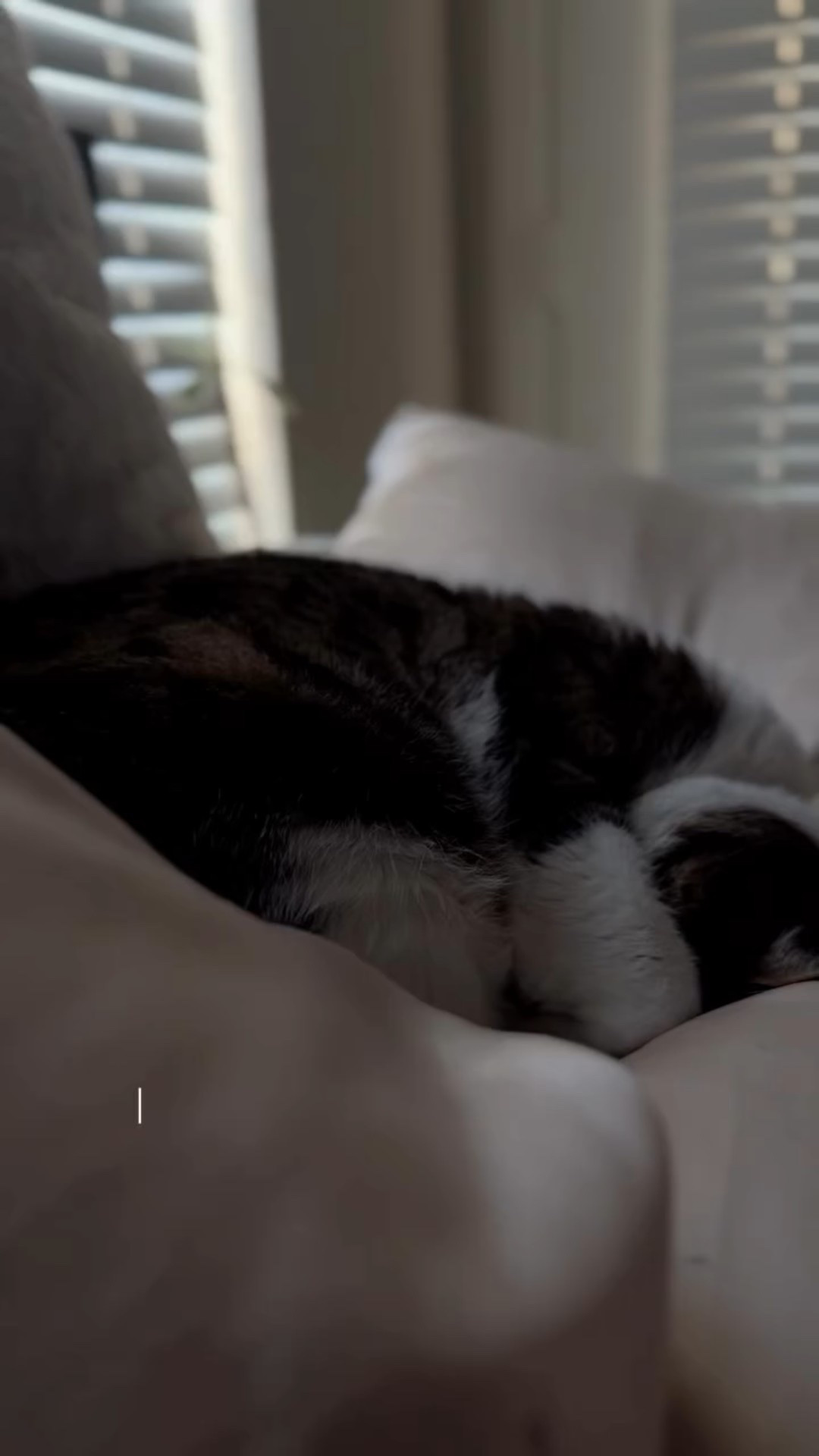 Her to-do list was literally: 1. Nap, 2. Stretch, 3. Nap again. Harder than it looks! #CatNap #Bengal #PetLifestyle #SleepingCat #AnimalLovers