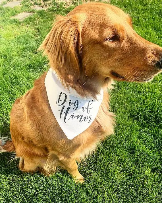Dog of Honor dog bandana wedding engagement | Etsy | Etsy (US)