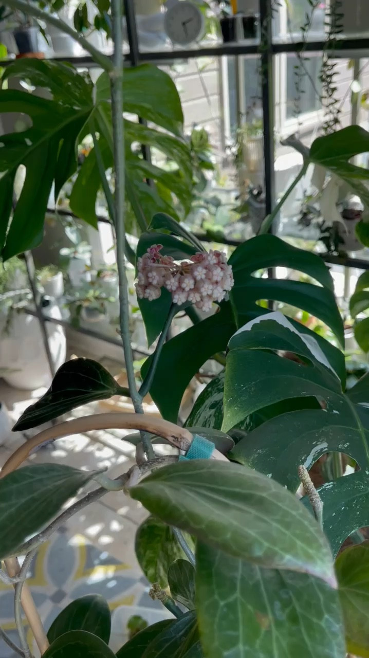 Glass shelves are a lifesaver—spills wipe up easily, and they let every bit of available light reach all my plants!

#plantshelves #plantshelfie #plants #hoya #hoyaappreciation #easilydistractedbyplants #plantsmakemehappy

#LTKVideo #LTKHome
