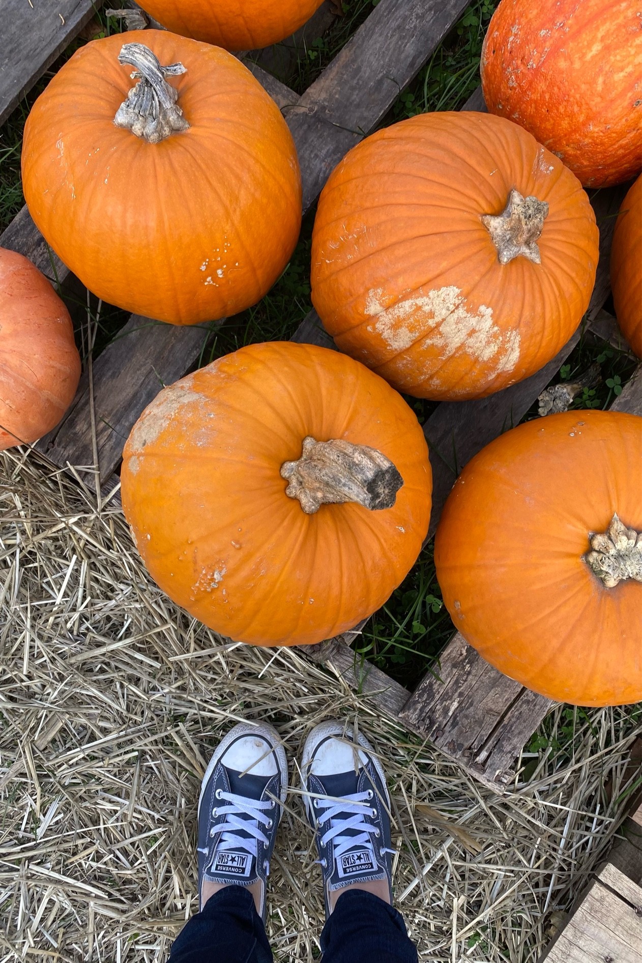 Almost 🎃 day #converse

#LTKshoecrush #LTKHalloween #LTKSeasonal