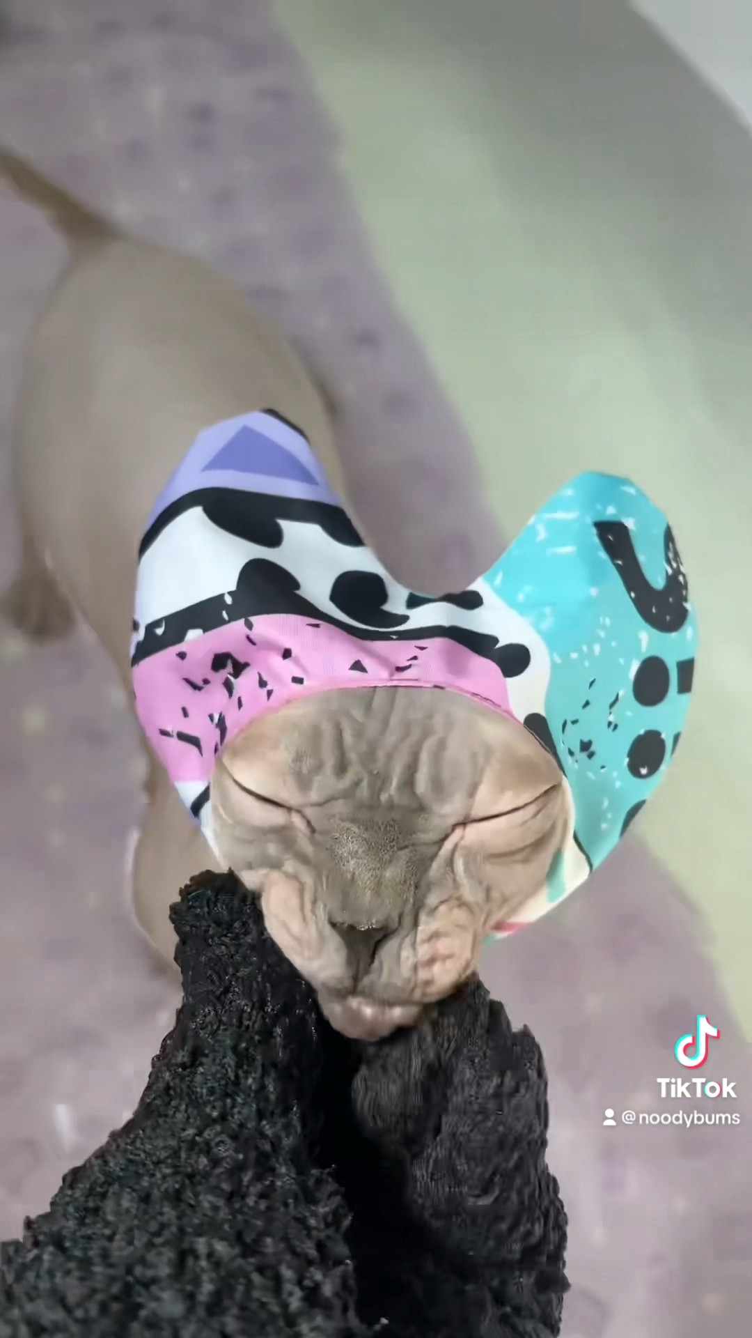 Sphynx cat shower cap 🐾

#LTKhome #LTKFind #LTKfamily