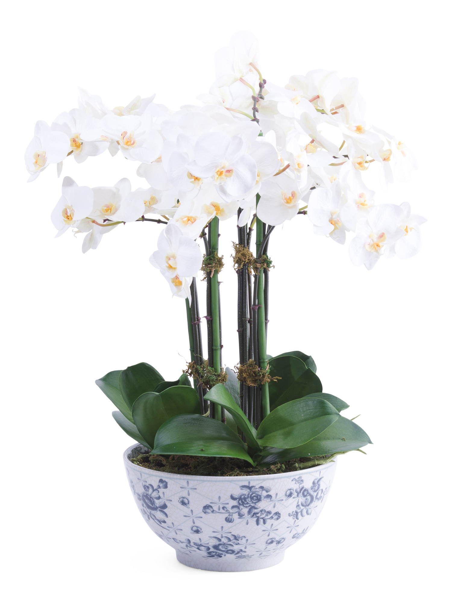 21in Orchid Phalaenopsis In Ceramic Pot | TJ Maxx