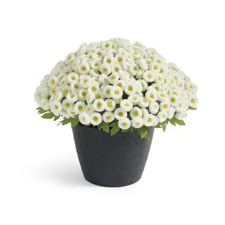 Mum Urn Filler | Grandin Road