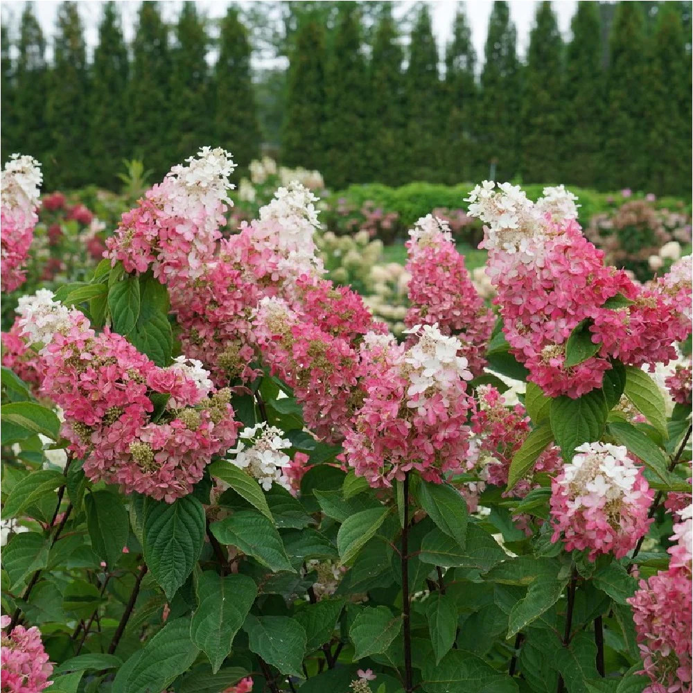 Proven Winners Pinky Winky Prime Panicle Hydrangea (Paniculata) Flowering Shrub in 1 -Gallon Pot 1.0 -Pack with Blooms | HYDPRC1246101 | Lowe's