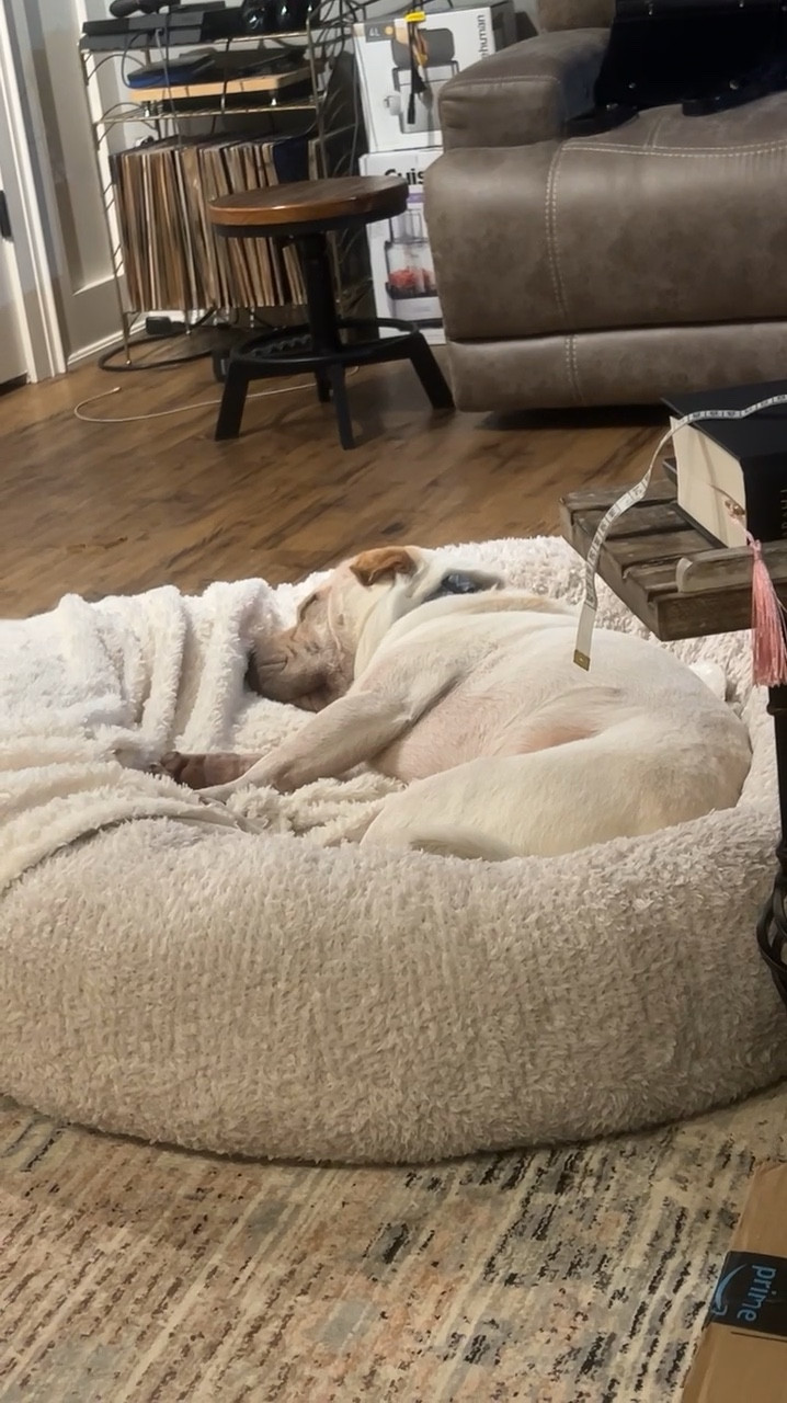 My baby’s favorite bed 🤍 We got him a large, but a medium would of been just fine! 

#LTKHome #LTKPets #LTKFamily