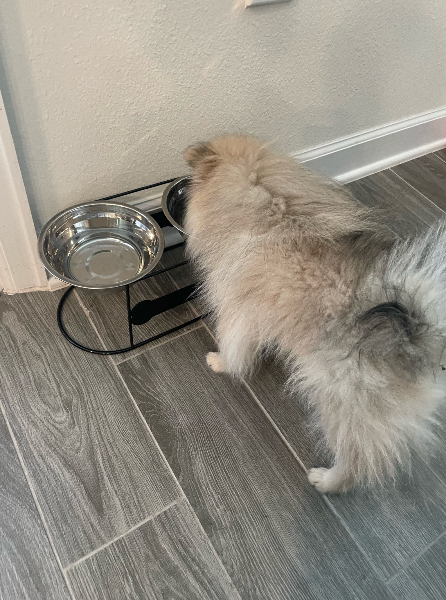 Standing dog bowls for the little pups!

#LTKunder50 #LTKhome #LTKFind