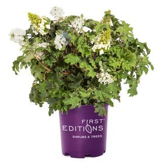 2 Gal. Jetstream Oakleaf Hydrangea Flowering Shrub Plant with Beautiful White Aging to Pink Flowe... | The Home Depot