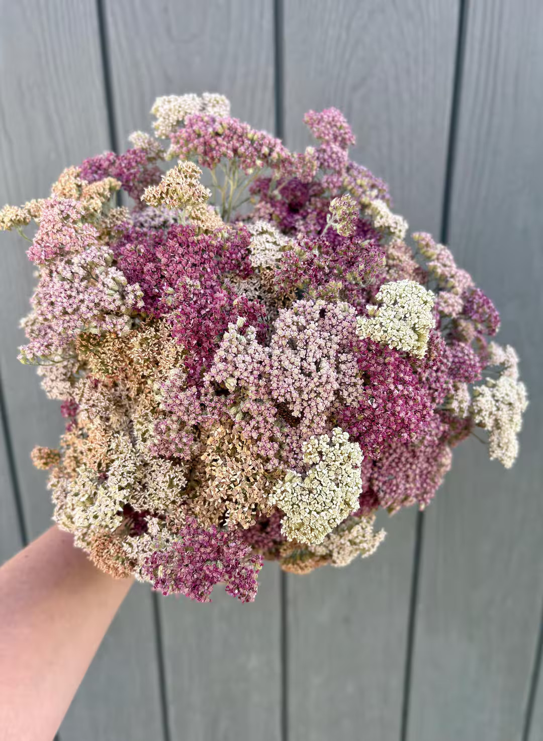 Dried Yarrow Flowers - 18 to 20 Stems - Etsy | Etsy (US)