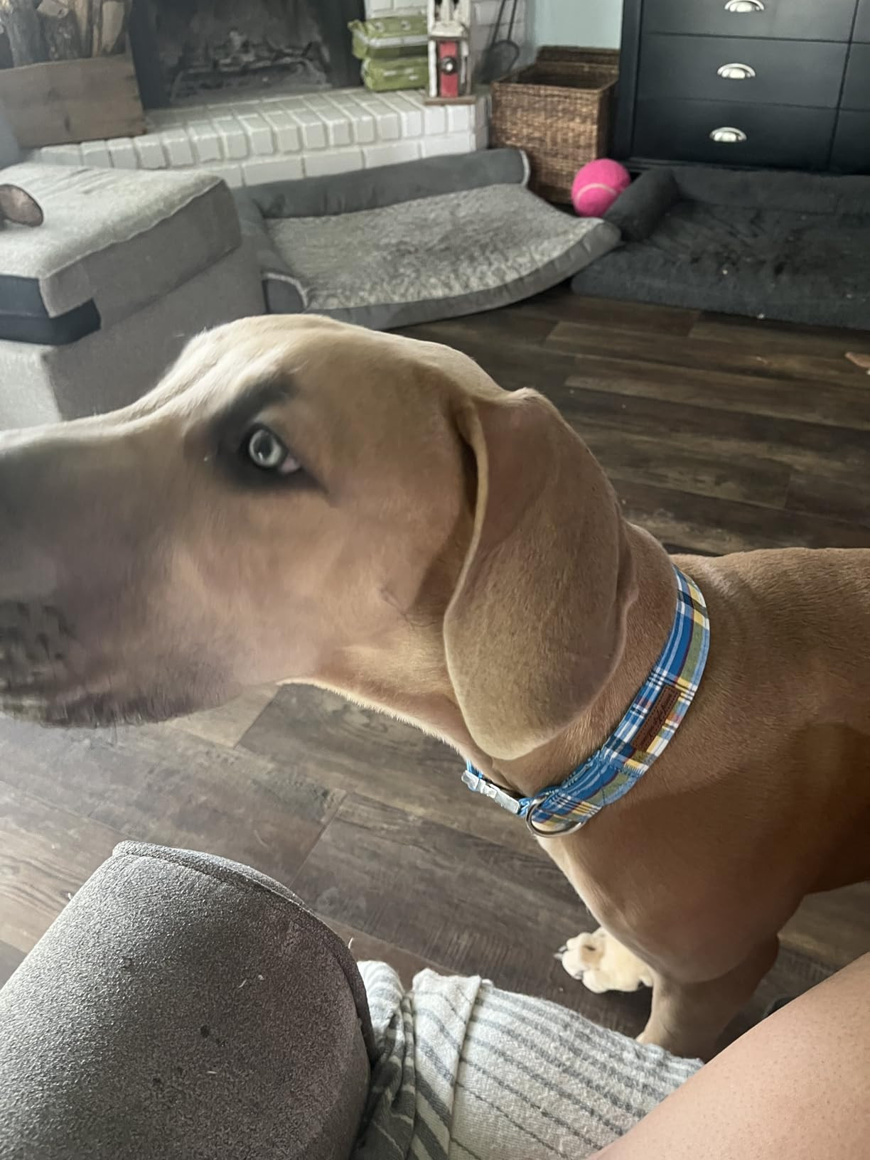 Unique style paws Dog Collar Metal Buckle Blue Stripe Collar Gift Durable Cute Collar for Small M... | Amazon (US)