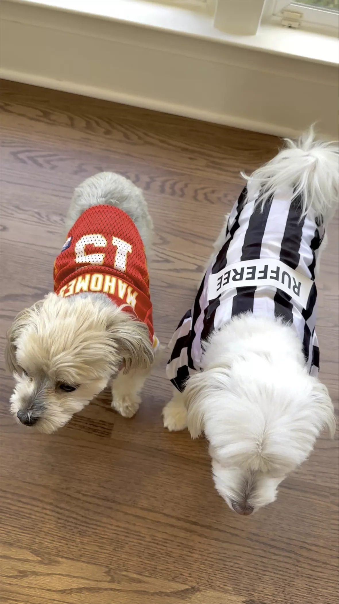Dog, Rufferee Dog Striped Referee Jersey