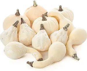 Set of 12 Assorted Size Harvest White Faux Gourds and Pumpkins for Halloween, Fall and Thanksgivi... | Amazon (US)