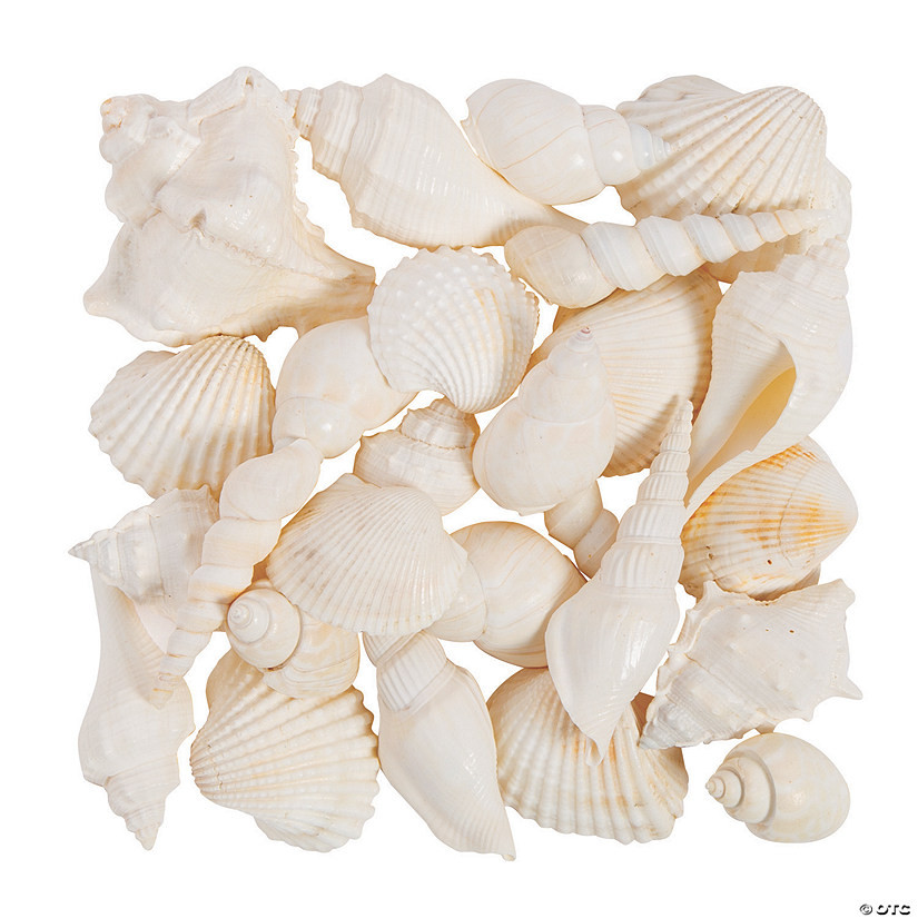Mixed Large White Sea Shells | Oriental Trading Company