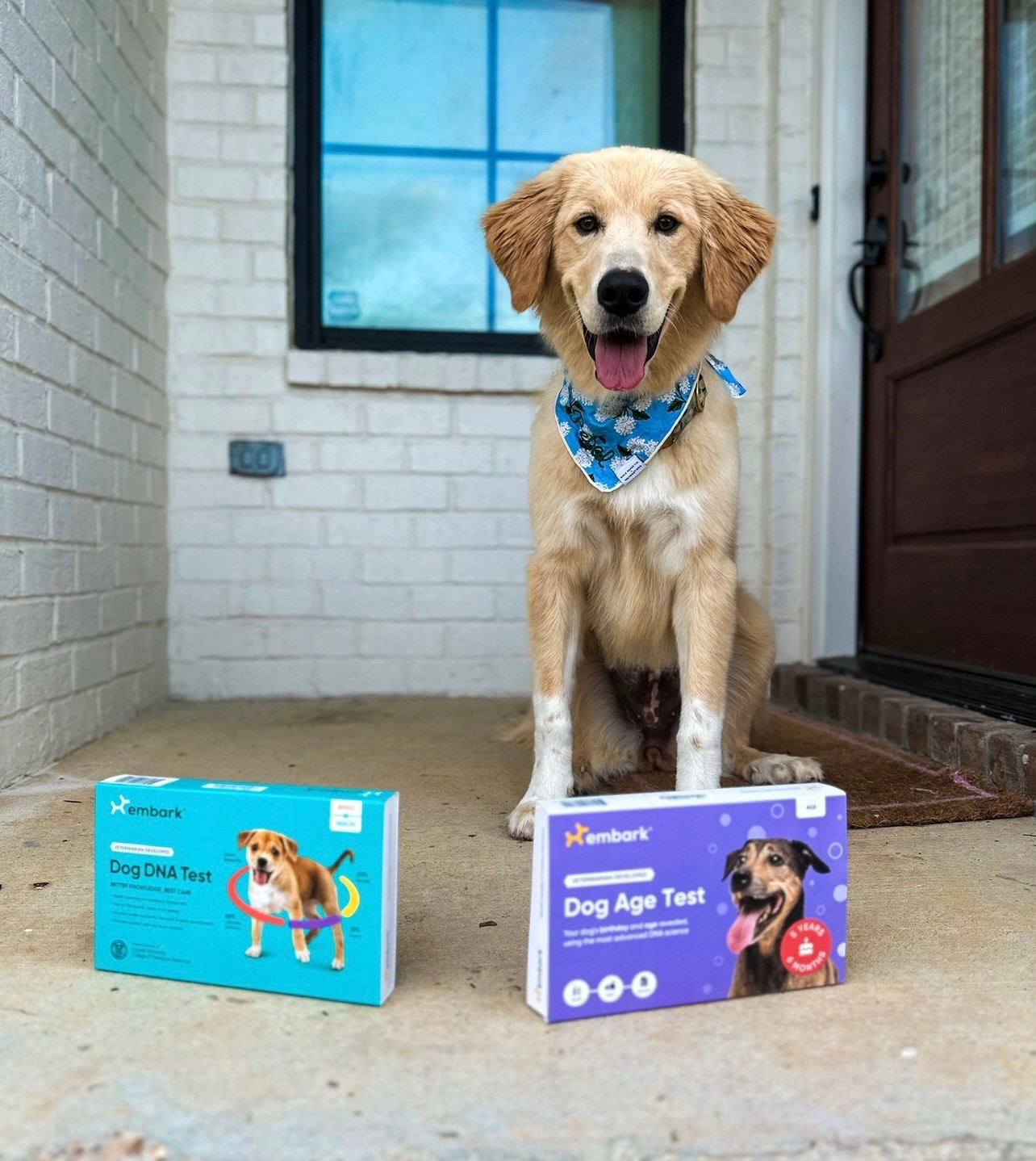 Find out your dogs breed from this test! 🧬🐶🐾