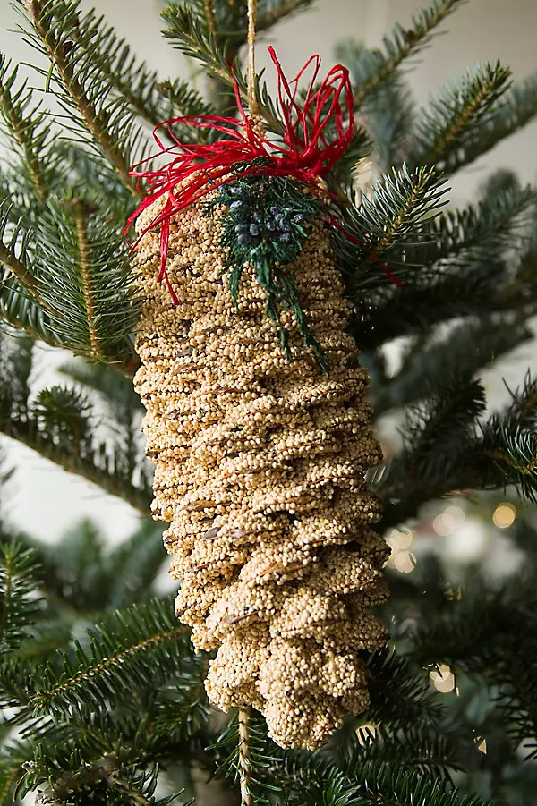 Giant Seeded Sugar Pine Cone | Terrain