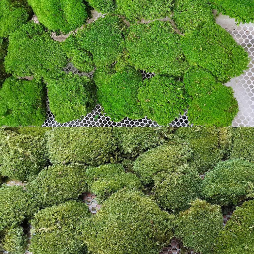 2 Color Mix Pack Preserved Pole Moss Pillow Bun Cushion Natural Decorative Green DIY Kit Art Wall... | Amazon (US)