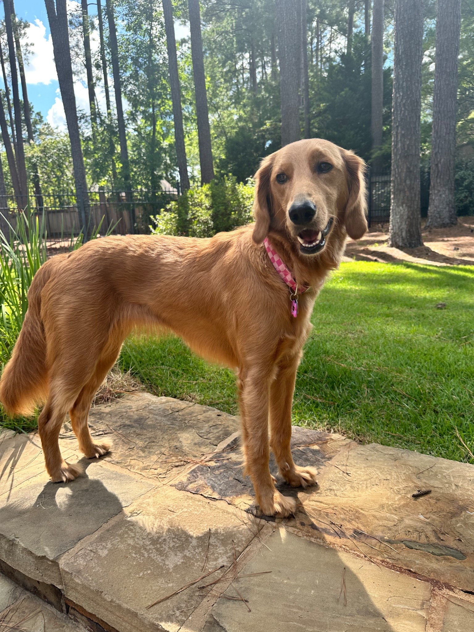 posing in her favorite collar 

#LTKPets #LTKFamily