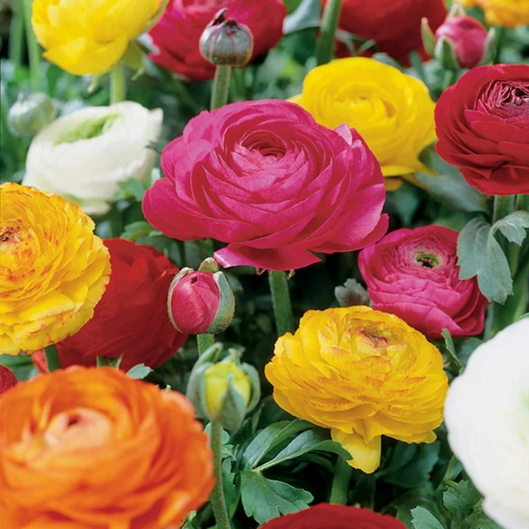 Van Zyverden Butter Cups Ranunculus Double Blooming Mixed Set of 25 Bulbs Multicolor Partial Shad... | Walmart (US)