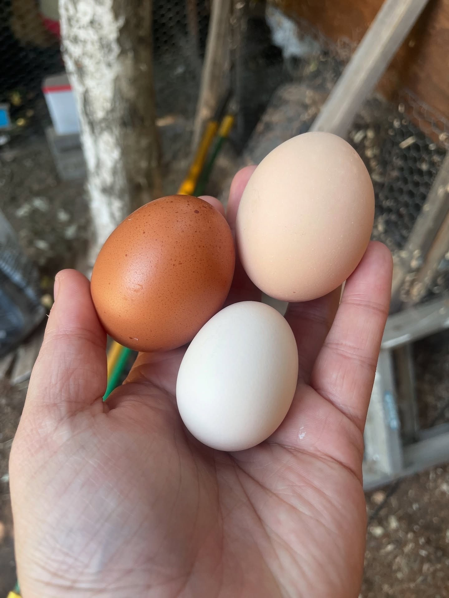 One of the new girls has started laying 🥹

I love my little hens so much. Our newest additions, Rita and Janet, are just starting to lay and it’s perfect timing with the older gals slowing down.

I love to give them treats to encourage their health and make sure the eggs are jam packed with nutrients for us too!

#LTKPets #LTKHome #LTKFamily
