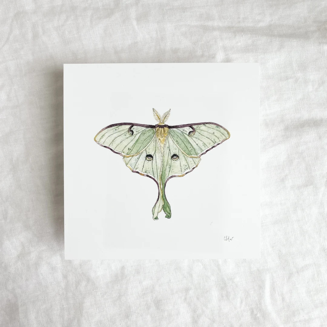 Luna Moth Mini Print 5x5 - Etsy | Etsy (US)