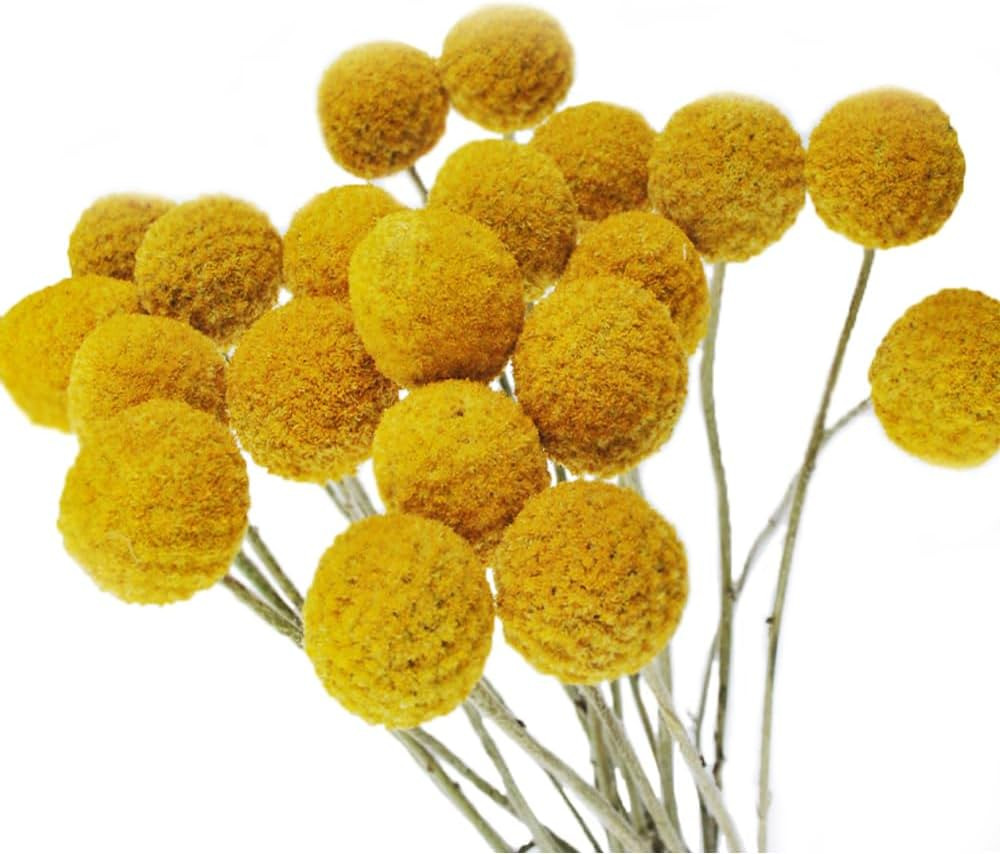 Color Life 30 Stems Natural Dried Flower - Craspedia/Billy Balls | Amazon (US)