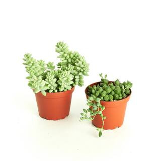 Shop Succulents String of Pearls and Burrito Sedum Hanging in 4 in. Grow Pots, Hanging Succulents (2 | The Home Depot