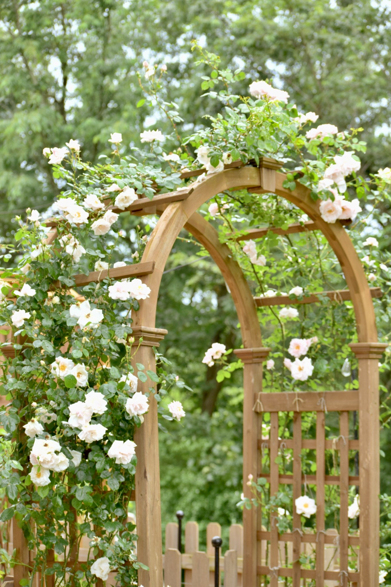 Garden decor, Rose arbor, garden arbor, climbing rose, climbing roses, Bridgerton inspired, Bridgerton decor, fence, garden fence, birdbath, fountain, birdbath fountain pump, cedar arbor, outdoor living essentials, willow trellis, garden trellis, garden bench, concrete bench, outdoor decor, wedding arbor, garden design

#LTKHome #LTKSeasonal #LTKWedding