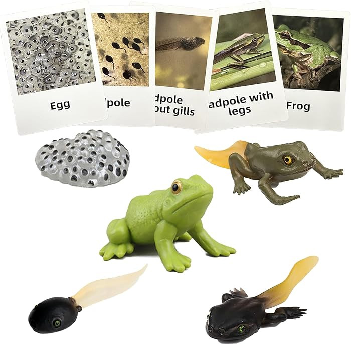 Mbrain5pcs Frog Growth Cycle with Flash Cards,Life Cycle Learning & Education Toys,Montessori Toy... | Amazon (US)