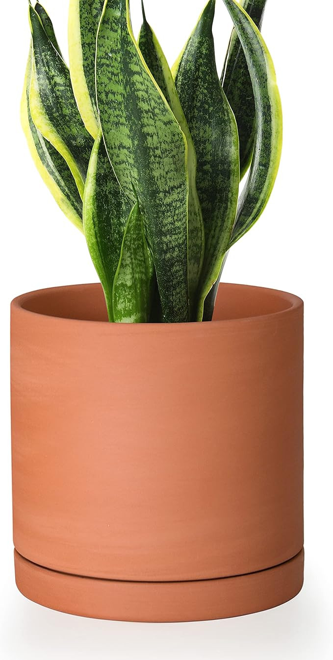 D'vine Dev Small 6 Inch Terracotta Plant Pot with Drainage Hole and Saucer, Round Cylinder Plante... | Amazon (US)