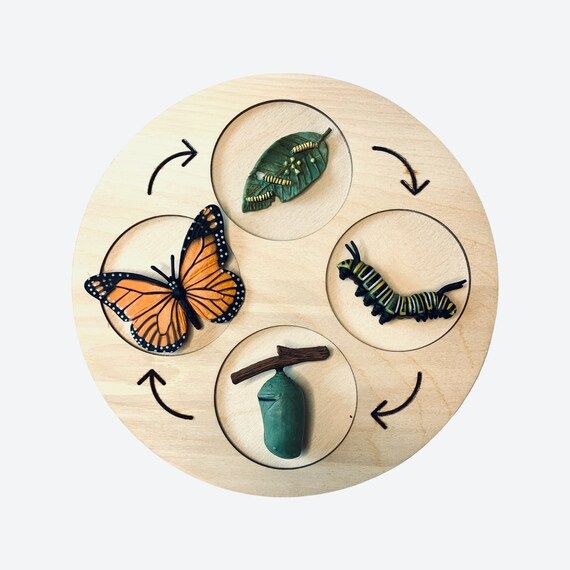 Life Cycle of a MONARCH BUTTERFLY  Montessori  Biology  | Etsy | Etsy (US)