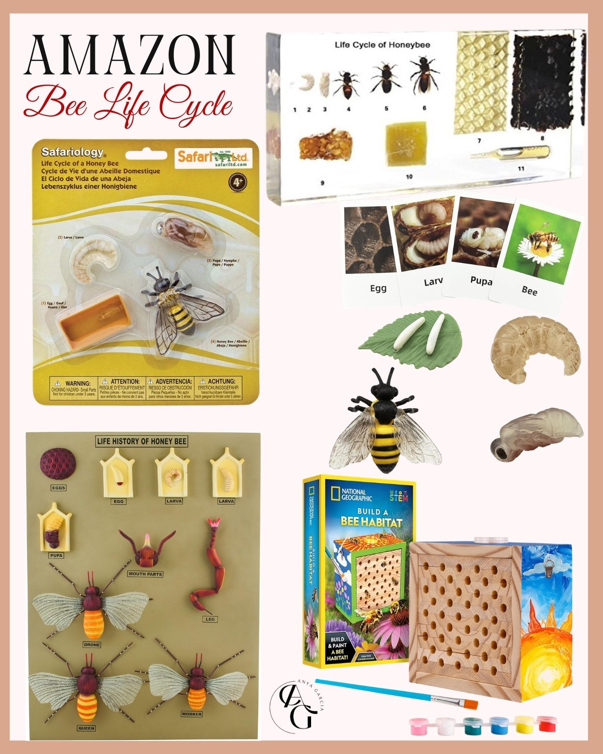 Amazon ~ Bee Life Cycle

#LTKkids #LTKhome #LTKspring