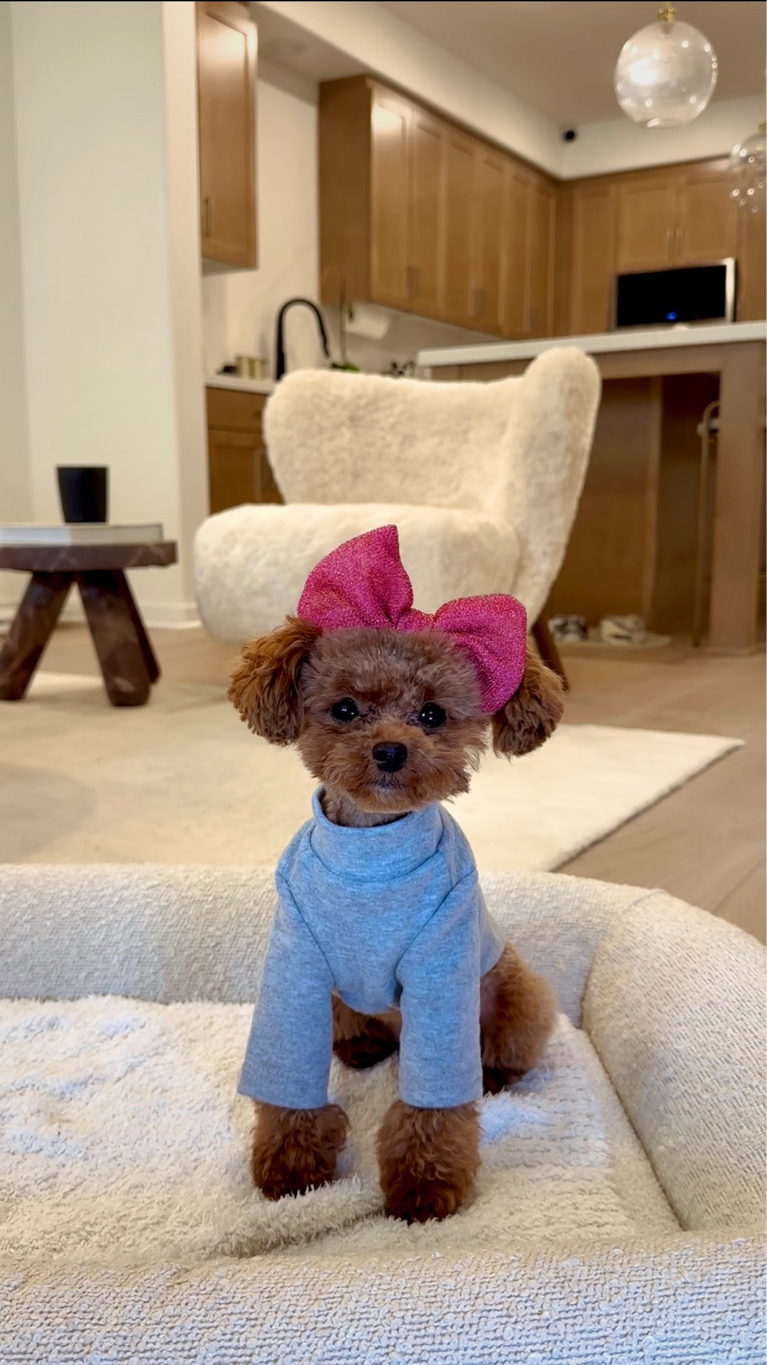 The cutest girly bow for your fur baby #dogaccessories #bowheadband #girly

#LTKgrwm #LTKootd #LTKdayinmylife