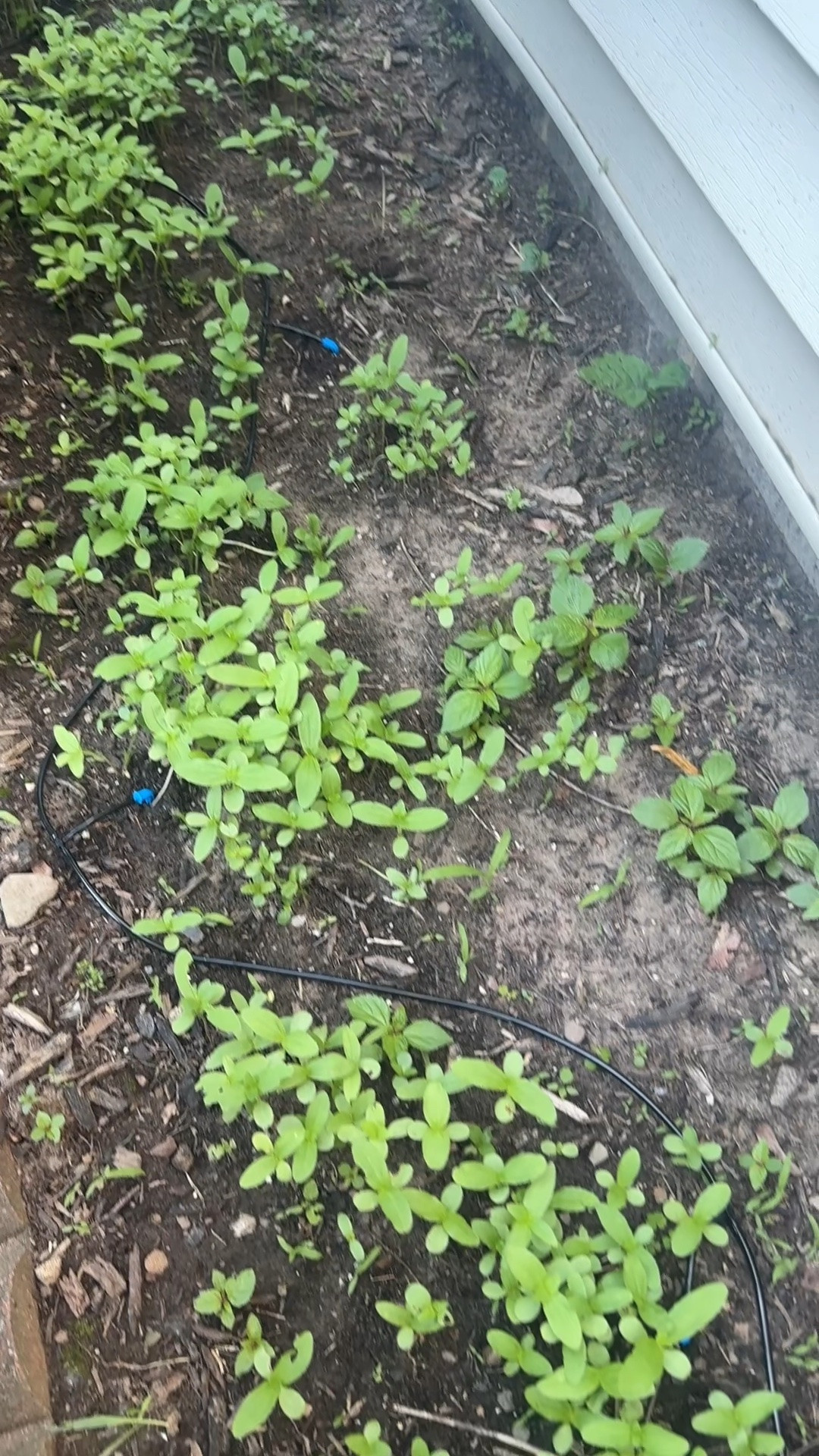 This solar watering system makes watering your garden so easy!

It doesn’t need a hose connection which is so nice, so it can be used for other things! It’s easy to set up & use!

#garden #gardening #gardenhack #gardeningtips #zinnias