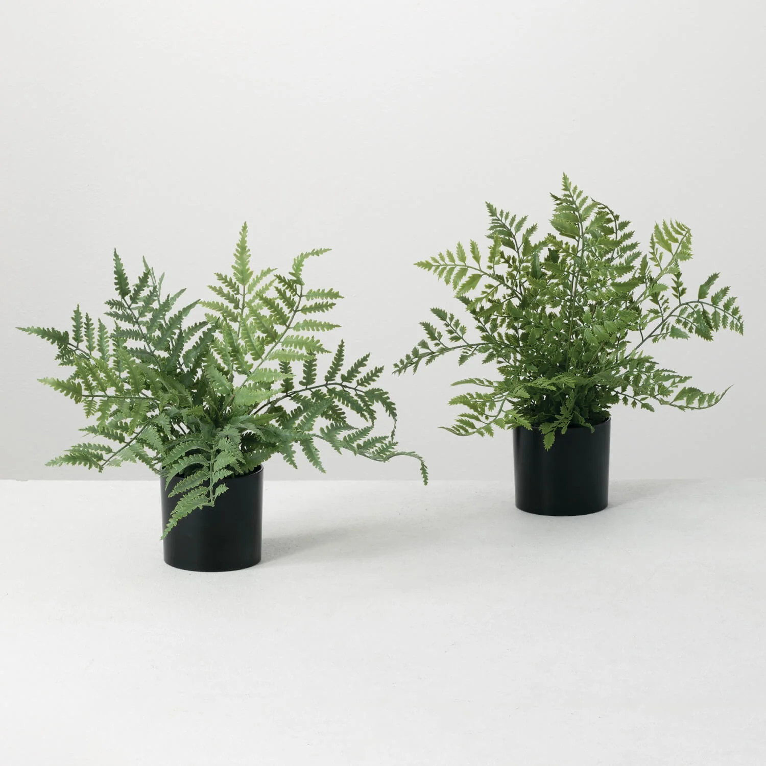 Assorted Potted Fern - 2 Styles | The Nested Fig