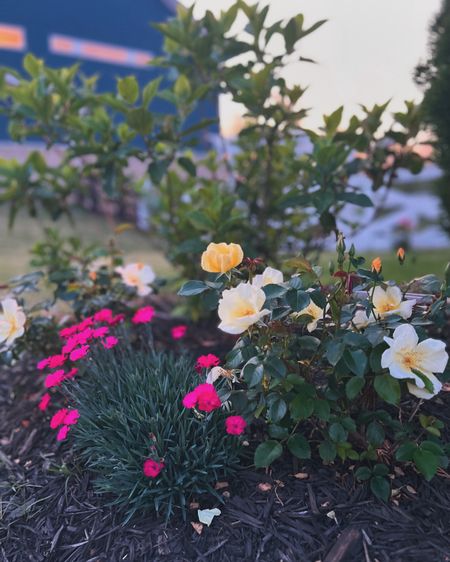 It’s spring and it’s time to get the garden ready for some summer color. I absolutely love these beautiful Easy
Bee-zy knockout roses by Star Roses and Plants. 

They create the perfect backdrop in this flowerbed. 

#LTKSeasonal #LTKhome #LTKfindsunder50