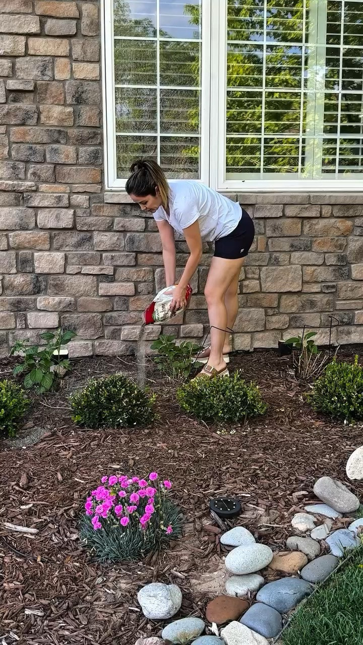 Read this if you want healthy massive blooms. 🛑🤍

I just ran a soil test on the Annabelles I planted last summer, and the tool didn’t lie…my soil is highly alkaline.
Alkaline soil will ruin your hydrangeas’ health. Annabelles love slightly acidic soil (around 6.0 to 6.5 pH). When the soil is too alkaline, they can’t absorb iron, leading to yellowing leaves and smaller, weaker blooms.
So here is the emergency health routine I’m doing today:
1️⃣ The Reality Check: Use a soil pH tester. Don’t guess with your plants!
2️⃣ The Acidic Feed: I’m using an organic fertilizer specifically formulated for acid-loving plants. It gently lowers the pH over time while feeding the plant exactly what it needs for those giant, fluffy white heads.
3️⃣ The Work: Sprinkle it around the drip line, rake it in, get your hands dirty to mix it well, and water it thoroughly to activate it.
If you want those iconic, crisp white pom-poms all summer long, you have to treat the soil right!
Follow me @snoe.aschman for more! 

Annabelle Hydrangea. Hydrangea Care. Soil pH. Gardening 101. In The Garden. Plant Care Tips. Aesthetic Garden. White Hydrangeas. Plant lover. Plant lady. Summer blooms.