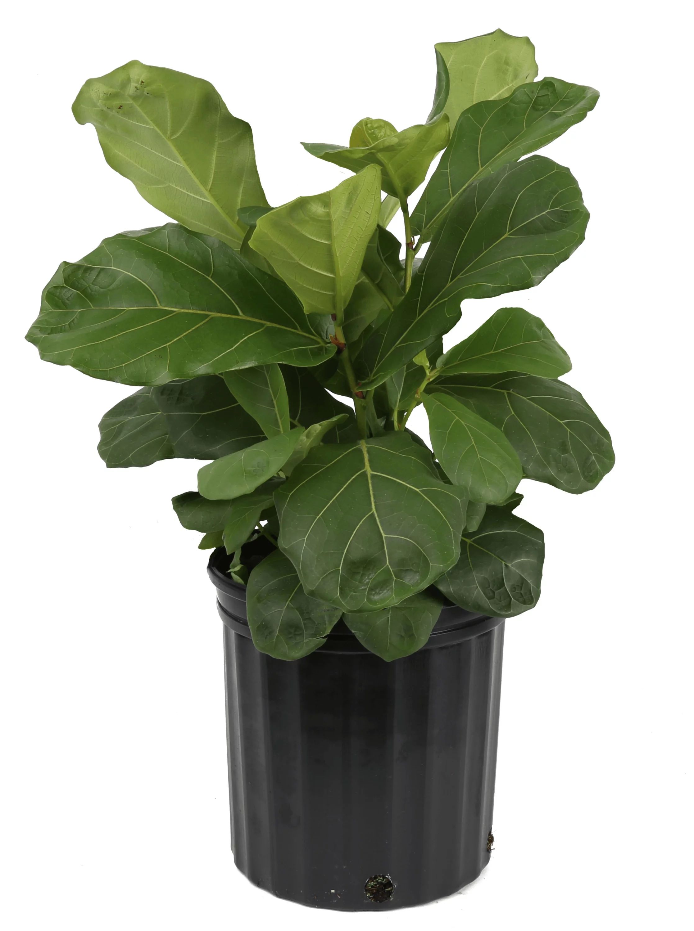 Costa Farms  Live Indoor 22in. Tall Green Fiddle Leaf Fig; Bright, Indirect Sunlight Plant in 10i... | Walmart (US)