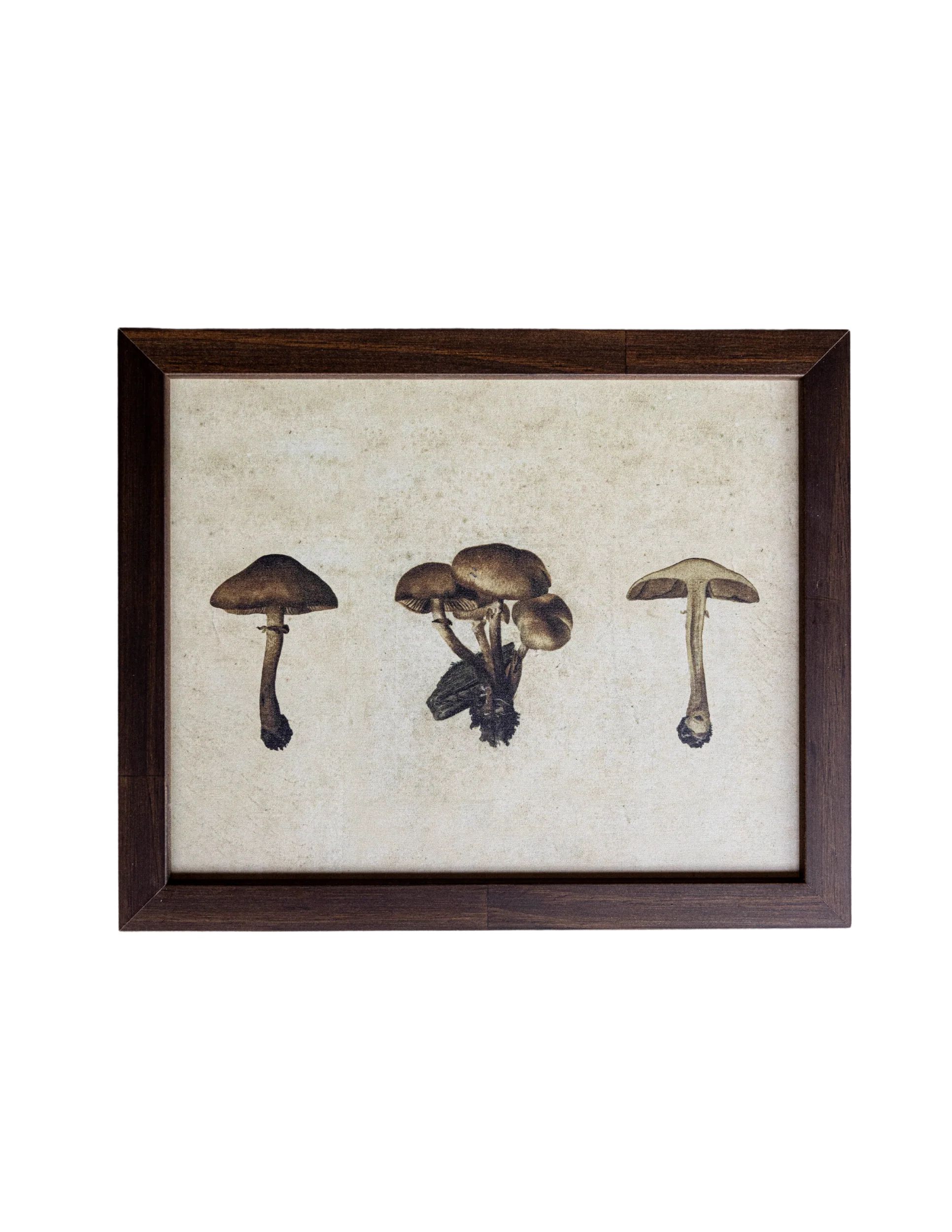 Button Mushrooms Hazelnut Framed Art | Luxe B Co