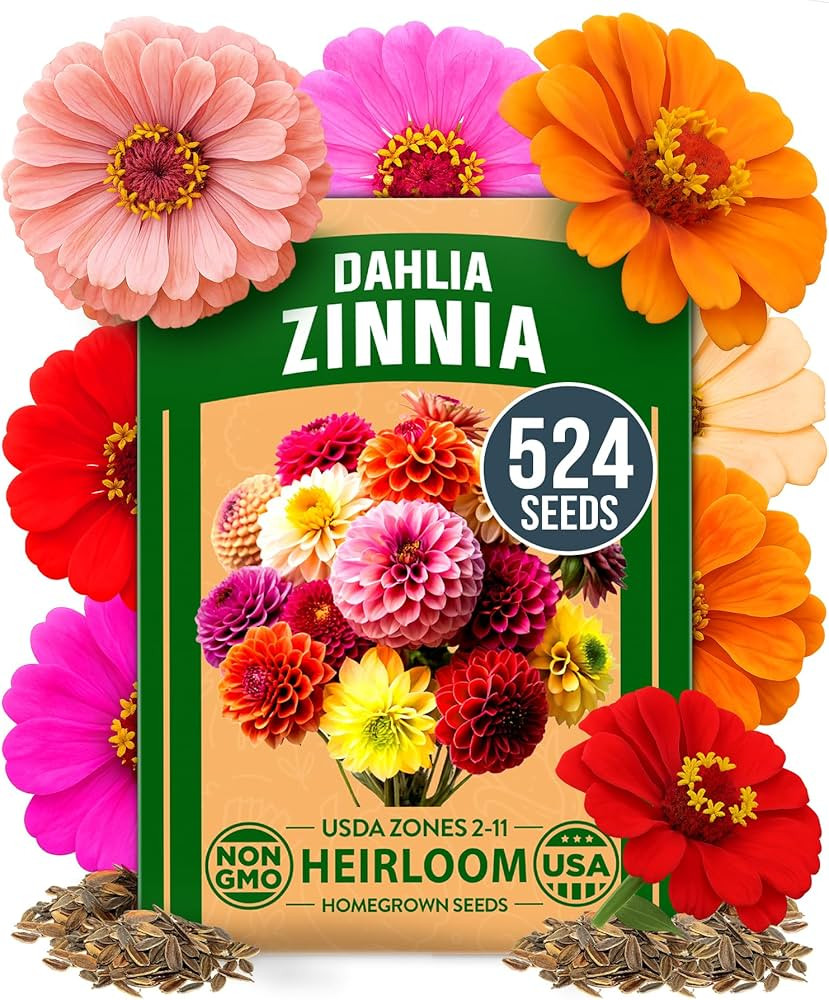 HOME GROWN Zinnia Dahlia Seeds Pack for 2026 524 Flower Seeds Non GMO | Vibrant Zinnia Elegans fo... | Amazon (US)