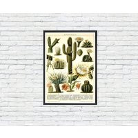 Cacti Poster Vintage Cactus Botanical Print Teaching Illustration Kitchen | Etsy (US)