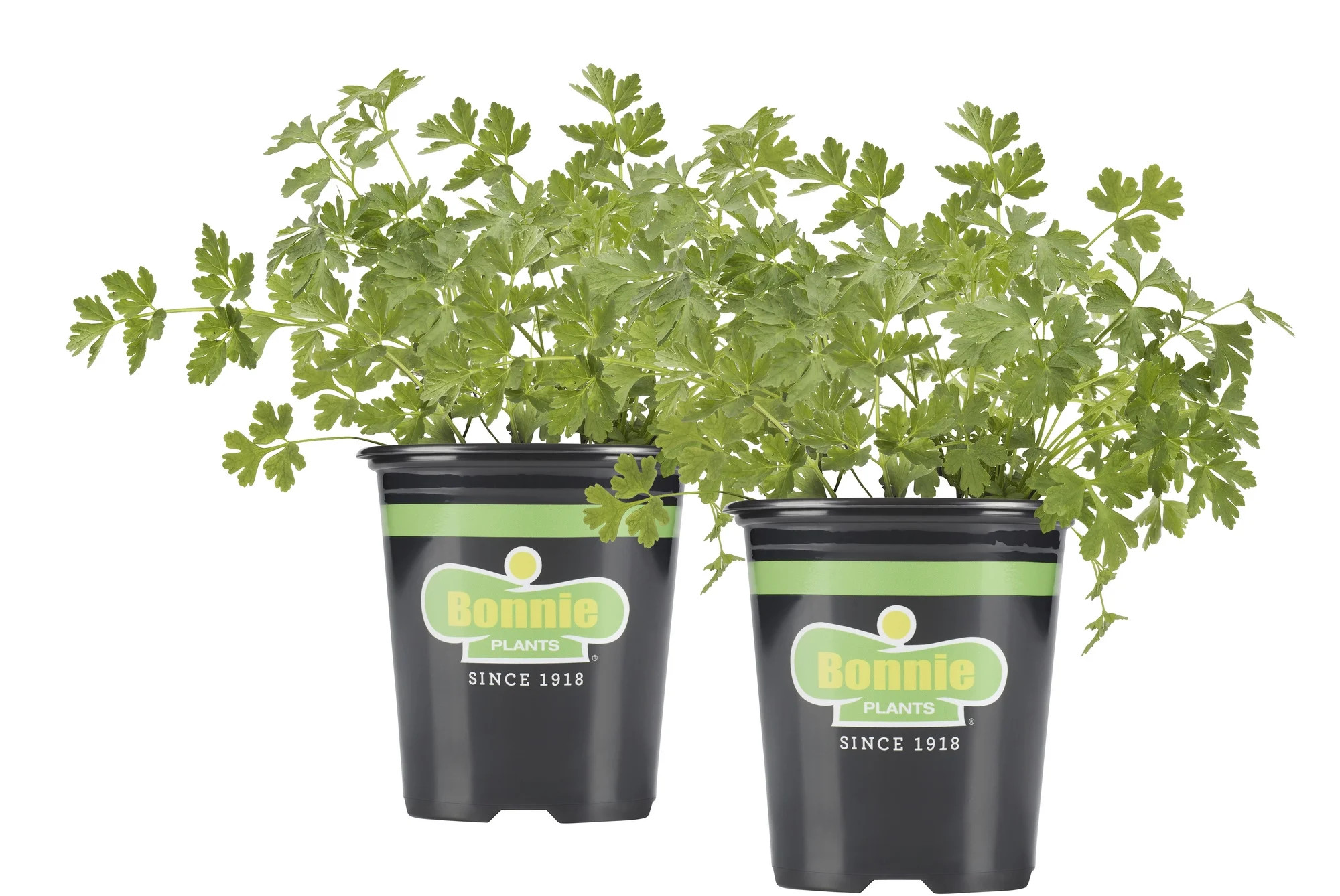 Bonnie Plants Italian (Flat) Parsley 19.3 oz. 2-pack | Walmart (US)