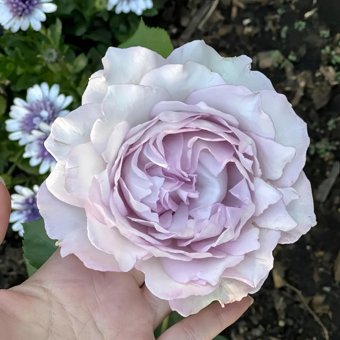 Lu ning xiang. 露凝香 super fragrance. Chinese rose. | Etsy (US)