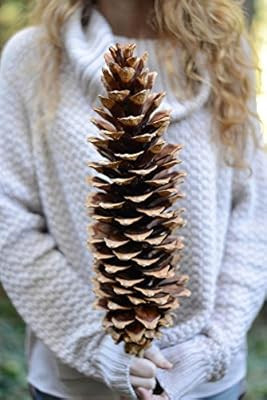 Richland Giant Sugar Pine Cones Set of 6 | Amazon (US)