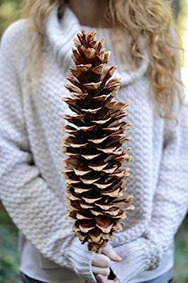 Richland Giant Sugar Pine Cones Set of 6 | Amazon (US)