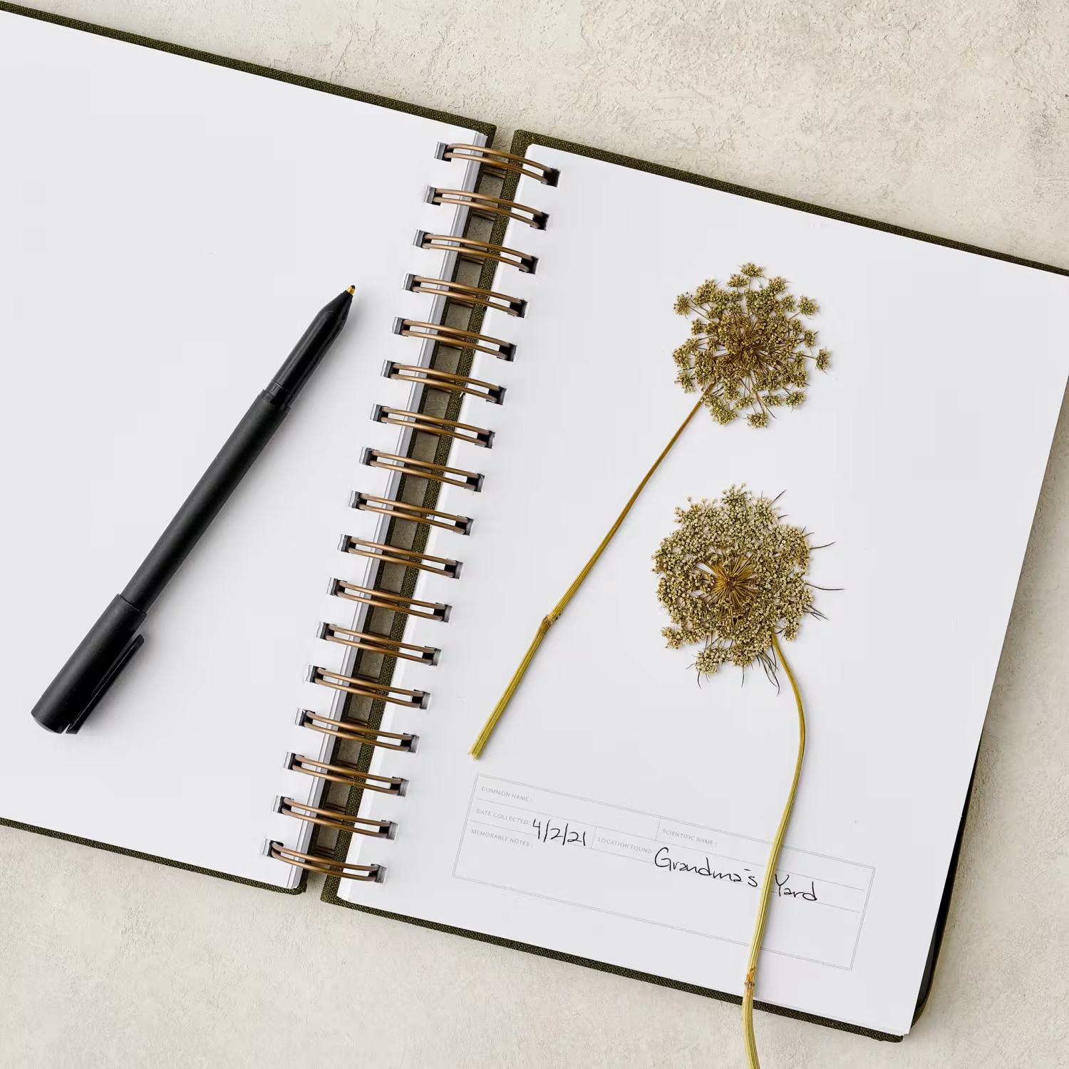 Herbarium Journal | Magnolia