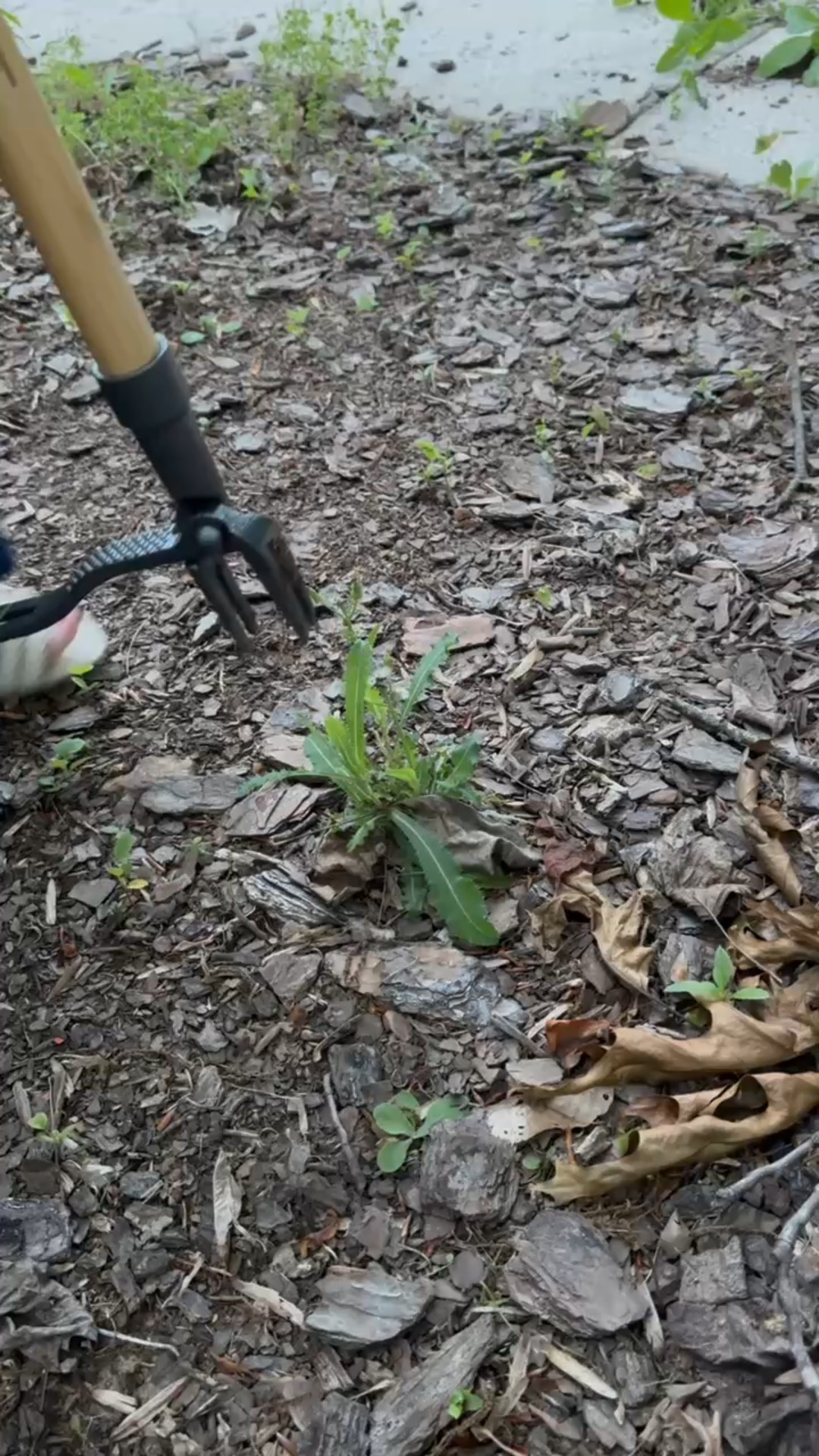 I don’t mean to brag, but I can remove weeds in wedges 😉👩‍🌾 Loving this garden hoe tool — it makes pulling weeds and turning soil so much easier (and honestly, kind of fun!). Paired with my wide-leg denim, ruffled floral blouse, and neutral wedge sandals, it’s giving gardening but make it chic. 🌼

#GardenStyle #GardeningTools #OutdoorLiving #GardenInspo #WeedingTool #SpringGarden #GardeningMadeEasy #WeekendStyle #CasualOutfit #FloralTop #WideLegJeans #WedgeSandals #LTKHome #LTKFinds #eanesinteriors



#LTKSeasonal #LTKHome #LTKFindsUnder50