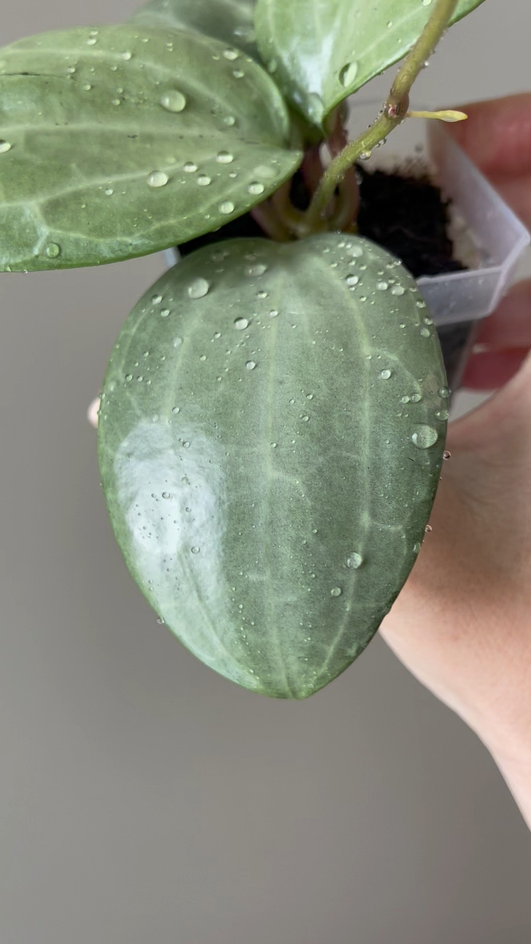 I can’t believe it’s taken me so long to show this one again! This #hoyalatifoliasilver has been through root rot and has re-rooted very quickly and has put out new leaves since. Looks like we are on a role!

Liz’s personal care experience only…every environment is different:
🪴Name: Hoya Latifolia Silver
🪴Light: within a few inches of a grow light 
🪴Water: is currently rooting in a semihydropo set up
🪴Avg Temp last 30 days: 74F
🪴Relative Humidity last 30 days: 75%
🪴Rate of growth: not sure
🪴Pot size: 3” clear pot
🪴Potting Mix: still in my rooting coco coir mix 
🪴Fertilizer: I apply a nutrient-rich fertilizer tailored for Hoyas approximately every other watering when the plant isn’t dormant. It’s packed with essential macro and micronutrients, it’s the best I’ve found for hoyas!
🪴Rooting Method:  in my custom coco coir mix in a clear plastic prop box on top of a heat mat, under a strong grow light.
🪴Time In My Care: 6 months 
🪴Would Liz recommend this one: based on beauty, Yes!

#ilovehoyas #hoyacollector #hoyahead #hoyaappreciation #hoyacollection #plantsmakemehappy #ihavethisthingwithplants #hoya #easilydistractedbyplants

#LTKHome #LTKFindsUnder50 #LTKFindsUnder100