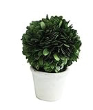 Creative Co-Op Single Ball Preserved Clay Pot Boxwood Topiary, Green 6.25 inch | Amazon (US)